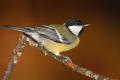 Imagen 10 de la galería de Carbonero común - Great tit (Parus major)