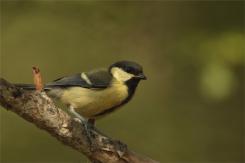 Carbonero común - Great tit (Parus major)