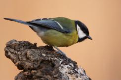 Carbonero común - Great tit (Parus major)