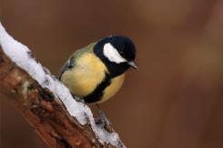 Carbonero común - Great tit (Parus major)