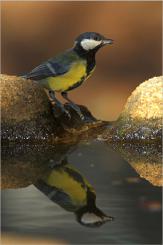Carbonero común - Great tit (Parus major)