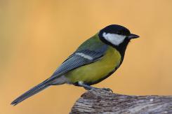 Carbonero común - Great tit (Parus major)