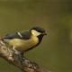 Imagen 1 de la galería de Carbonero común - Great tit (Parus major)