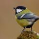 Imagen 7 de la galería de Carbonero común - Great tit (Parus major)