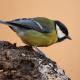 Imagen 2 de la galería de Carbonero común - Great tit (Parus major)