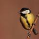 Imagen 8 de la galería de Carbonero común - Great tit (Parus major)