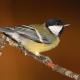 Imagen 3 de la galería de Carbonero común - Great tit (Parus major)