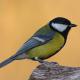 Imagen 6 de la galería de Carbonero común - Great tit (Parus major)