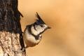 Imagen 5 de la galería de Herrerillo capuchino - Crested tit (Lophophanes cristatus)