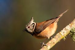 Herrerillo capuchino - Crested tit (Lophophanes cristatus)