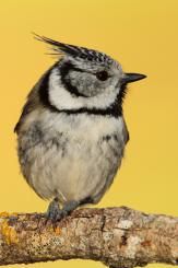 Herrerillo capuchino - Crested tit (Lophophanes cristatus)
