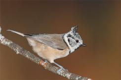 Herrerillo capuchino - Crested tit (Lophophanes cristatus)