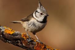 Herrerillo capuchino - Crested tit (Lophophanes cristatus)