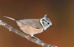 Herrerillo capuchino - Crested tit (Lophophanes cristatus)