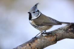 Herrerillo capuchino - Crested tit (Lophophanes cristatus)