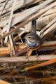 Imagen 2 de la galería de Pechiazul - Bluethroat (Luscinia svecica)