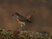 Pechiazul - Bluethroat (Luscinia svecica)