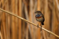 Pechiazul - Bluethroat (Luscinia svecica)