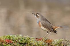 Pechiazul - Bluethroat (Luscinia svecica)