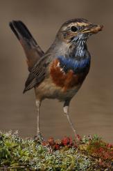 Pechiazul - Bluethroat (Luscinia svecica)