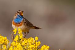 Pechiazul - Bluethroat (Luscinia svecica)