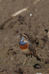 Pechiazul - Bluethroat (Luscinia svecica)