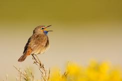 Pechiazul - Bluethroat (Luscinia svecica)