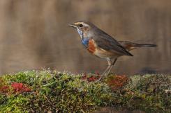 Pechiazul - Bluethroat (Luscinia svecica)