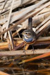 Pechiazul - Bluethroat (Luscinia svecica)