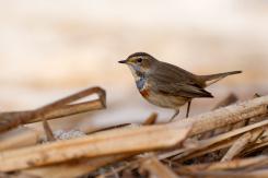 Pechiazul - Bluethroat (Luscinia svecica)