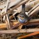 Imagen 7 de la galería de Pechiazul - Bluethroat (Luscinia svecica)