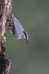 Trepador azul - Eurasian Nuthatch (Sitta europaea)