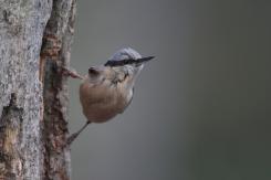 Trepador azul - Eurasian Nuthatch (Sitta europaea)