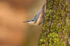 Trepador azul - Eurasian Nuthatch (Sitta europaea)