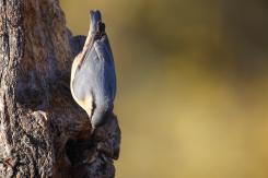 Trepador azul - Eurasian Nuthatch (Sitta europaea)