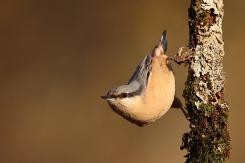 Trepador azul - Eurasian Nuthatch (Sitta europaea)
