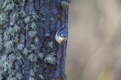 Trepador azul - Eurasian Nuthatch (Sitta europaea)