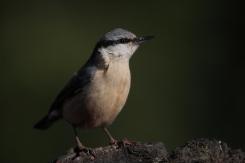 Trepador azul - Eurasian Nuthatch (Sitta europaea)
