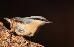 Trepador azul - Eurasian Nuthatch (Sitta europaea)