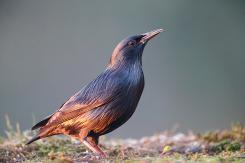 Estornino negro - Spotless starling