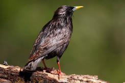 Estornino negro - Spotless starling