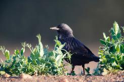 Estornino negro - Spotless starling