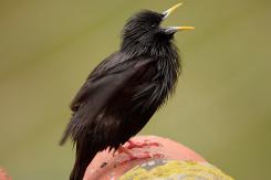 Estornino negro - Spotless starling