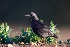 Estornino negro - Spotless starling