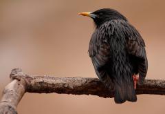 Estornino negro - Spotless starling