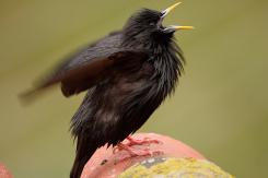 Estornino negro - Spotless starling
