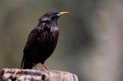 Estornino negro - Spotless starling