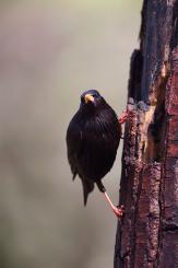Estornino negro - Spotless starling