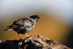 Estornino negro - Spotless starling