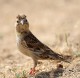 Vigilantes
